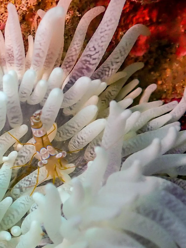 corail-plongée-spot-nosy-be