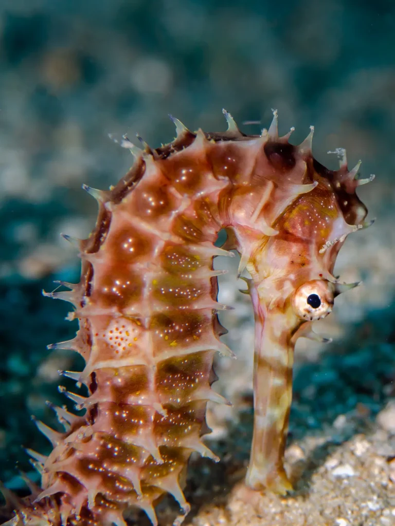hippocampe-plongée-nosy-be