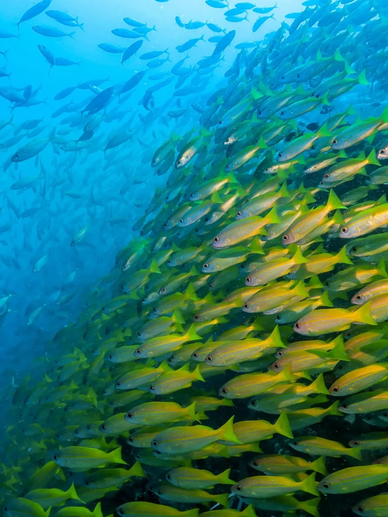poisson-plongée-nosy-be