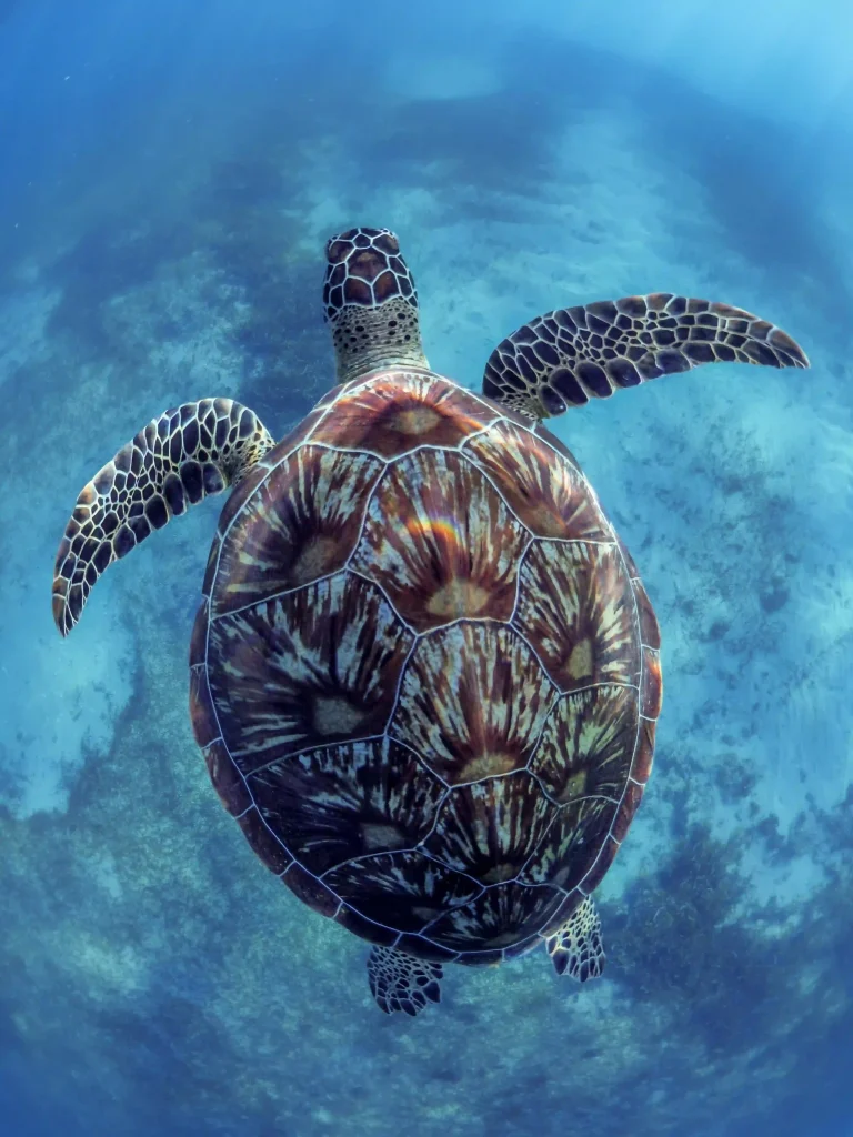 tortue-verte-sakatia-snorkeling-plongée-nosy-be